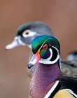 USA, Washington State, Sammamish. Yellow Lake Male and Female Wood Duck. Art Print